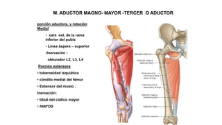 M. ADUCTOR MAGNO- MAYOR -TERCER O ADUCTOR
porción aductora, y rotación
Medial
• cara ext. de la rama
inferior del pubis
• Línea áspera – superior
•Inervación :
obturador L2, L3, L4
Porción extensora
• tuberosidad isquiática
• cóndilo medial del fémur
• Extensor del muslo .
Inervación:
• tibial del ciático mayor
• HIATOS
 