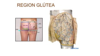 REGION GLÚTEA
 