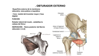 M. OBTURADOR EXTERNO
•Superficie externa de la membrana
obturatriz, rama púbica e isquiática
• Cara medial del trocánter mayor ( fosa
digital)
FUNCION
Rotador lateral del muslo , estabiliza la
cabeza del fémur
INERVACIÓN : Rama posterior del Nervio
obturador ( L3,4)
 
