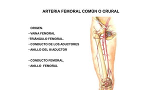 ARTERIA FEMORAL COMÚN O CRURAL
• ORIGEN.
• VAINA FEMORAL
•TRIÁNGULO FEMORAL.
• CONDUCTO DE LOS ADUCTORES
• ANILLO DEL III ADUCTOR
• CONDUCTO FEMORAL.
• ANILLO FEMORAL
 