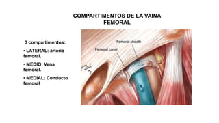 COMPARTIMENTOS DE LA VAINA
FEMORAL
3 compartimentos:
• LATERAL: arteria
femoral.
• MEDIO: Vena
femoral.
• MEDIAL: Conducto
femoral
 