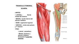 TRIANGULO FEMORAL
SCARPA
LIMITES
• LATERAL : Borde
medial del sartorio.
• MEDIAL: borde interno del
aductor mediano
• BASE: Ligamento inguinal.
• VÉRTICE – Unión del sartorio
y 1º aductor
•PISO:
• Lateral : psoasliaco
• Medial: pectíneo y
aductor mediano
formando el canal íleo
pectíneo
 