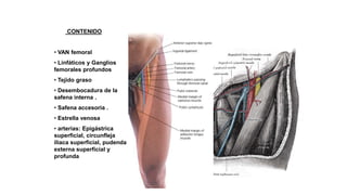 TRIANGULO FEMORAL- SCARPA
CONTENIDO
• VAN femoral
• Linfáticos y Ganglios
femorales profundos
• Tejido graso
• Desembocadura de la
safena interna .
• Safena accesoria .
• Estrella venosa
• arterias: Epigástrica
superficial, circunfleja
iliaca superficial, pudenda
externa superficial y
profunda
 