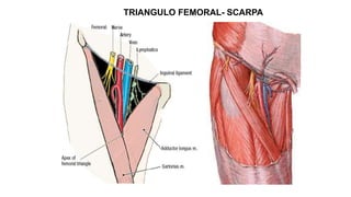 TRIANGULO FEMORAL- SCARPA
 
