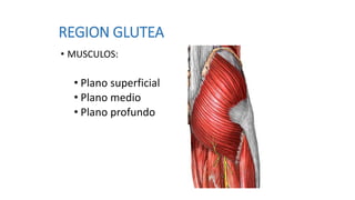 REGION GLUTEA
• MUSCULOS:
• Plano superficial
• Plano medio
• Plano profundo
 