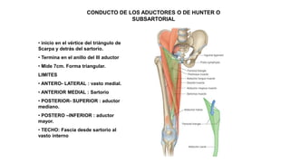CONDUCTO DE LOS ADUCTORES O DE HUNTER O
SUBSARTORIAL
• inicio en el vértice del triángulo de
Scarpa y detrás del sartorio.
• Termina en el anillo del III aductor
• Mide 7cm. Forma triangular.
LIMITES
• ANTERO- LATERAL : vasto medial.
• ANTERIOR MEDIAL : Sartorio
• POSTERIOR- SUPERIOR : aductor
mediano.
• POSTERO –INFERIOR : aductor
mayor.
• TECHO: Fascia desde sartorio al
vasto interno
 