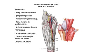 RELACIONES DE LA ARTERIA
FEMORAL COMÚN
ANTERIOR :
• Piel y fascia subcutánea.
• ganglios inguinales
• Vena circunfleja iliaca sup.
• Rama femoral del
genitofemoral.
• N. femorocutáneo interno
POSTERIOR
• M. ileopsoas y pectíneo.
• Capsula articular por
tendón del psoas.
LATERAL : N. crural
 