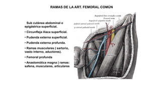 RAMAS DE LA ART. FEMORAL COMÚN
• Sub cutánea abdominal o
epigástrica superficial.
• Circunfleja iliaca superficial.
• Pudenda externa superficial.
• Pudenda externa profunda.
• Ramas musculares ( sartorio,
vasto interno, aductores).
• Femoral profunda
• Anastomótica magna ( ramas:
safena, musculares, articulares
 