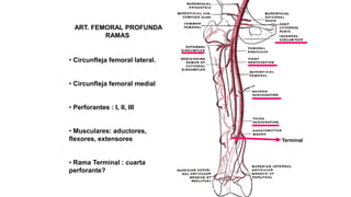 ART. FEMORAL PROFUNDA
RAMAS
• Circunfleja femoral lateral.
• Circunfleja femoral medial
• Perforantes : I, II, III
• Musculares: aductores,
flexores, extensores
• Rama Terminal : cuarta
perforante?
Terminal
 