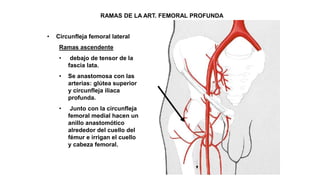 RAMAS DE LA ART. FEMORAL PROFUNDA
• Circunfleja femoral lateral
Ramas ascendente
• debajo de tensor de la
fascia lata.
• Se anastomosa con las
arterias: glútea superior
y circunfleja iliaca
profunda.
• Junto con la circunfleja
femoral medial hacen un
anillo anastomótico
alrededor del cuello del
fémur e irrigan el cuello
y cabeza femoral.
 