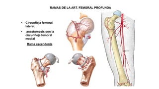 RAMAS DE LA ART. FEMORAL PROFUNDA
• Circunfleja femoral
lateral.
• anastomosis con la
circunfleja femoral
medial
Rama ascendente
 