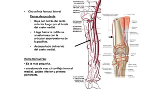 • Circunfleja femoral lateral
Ramas descendente
• Baja por detrás del recto
anterior luego por el borde
del vasto medial.
• Llega hasta la rodilla se
anastomosa con la
articular superoexterna de
la poplítea.
• Acompañado del nervio
del vasto medial.
Rama transversal
• Es la más pequeña.
• anastomosis con: circunfleja femoral
medial, glúteo inferior y primera
perforante.
 