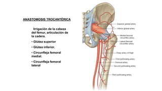 ANASTOMOSIS TROCANTÉRICA
• Irrigación de la cabeza
del fémur, articulación de
la cadera.
• Glútea superior
• Glútea inferior.
• Circunfleja femoral
medial.
• Circunfleja femoral
lateral
 