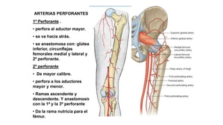 ARTERIAS PERFORANTES
1º Perforante .
• perfora al aductor mayor.
• se va hacia atrás.
• se anastomosa con: glútea
inferior, circunflejas
femorales medial y lateral y
2º perforante.
2º perforante
• De mayor calibre.
• perfora a los aductores
mayor y menor.
• Ramas ascendente y
descendente. Y anastomosis
con la 1ª y la 3º perforante
• Da la rama nutricia para el
fémur.
 