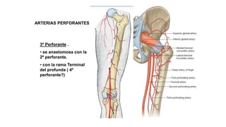 ARTERIAS PERFORANTES
3º Perforante .
• se anastomosa con la
2º perforante.
• con la rama Terminal
del profunda ( 4º
perforante?)
 