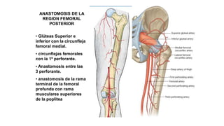 ANASTOMOSIS DE LA
REGION FEMORAL
POSTERIOR
• Glúteas Superior e
inferior con la circunfleja
femoral medial.
• circunflejas femorales
con la 1º perforante.
• Anastomosis entre las
3 perforante.
• anastomosis de la rama
terminal de la femoral
profunda con rama
musculares superiores
de la poplitea
 