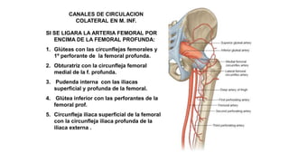 CANALES DE CIRCULACION
COLATERAL EN M. INF.
SI SE LIGARA LA ARTERIA FEMORAL POR
ENCIMA DE LA FEMORAL PROFUNDA:
1. Glúteas con las circunflejas femorales y
1º perforante de la femoral profunda.
2. Obturatriz con la circunfleja femoral
medial de la f. profunda.
3. Pudenda interna con las iliacas
superficial y profunda de la femoral.
4. Glútea inferior con las perforantes de la
femoral prof.
5. Circunfleja iliaca superficial de la femoral
con la circunfleja iliaca profunda de la
iliaca externa .
 