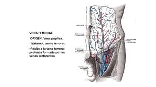 VENA FEMORAL
ORIGEN: Vena poplítea.
TERMINA: anillo femoral.
•Recibe a la vena femoral
profunda formada por las
venas perforantes
 