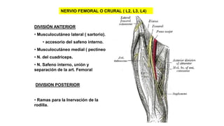 NERVIO FEMORAL O CRURAL ( L2, L3, L4)
DIVISIÓN ANTERIOR
• Musculocutáneo lateral ( sartorio).
• accesorio del safeno interno.
• Musculocutáneo medial ( pectíneo
• N. del cuadriceps.
• N. Safeno interno, unión y
separación de la art. Femoral
DIVISION POSTERIOR
• Ramas para la Inervación de la
rodilla.
 