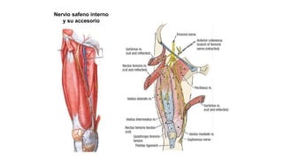 Nervio safeno interno
y su accesorio
 