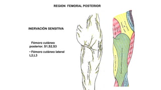 REGION FEMORAL POSTERIOR
• Fémoro cutáneo
posterior. S1,S2,S3
• Fémoro cutáneo lateral
L2,L3
INERVACIÓN SENSITIVA
 