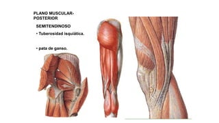 PLANO MUSCULAR-
POSTERIOR
SEMITENDINOSO
• Tuberosidad isquiática.
• pata de ganso.
 