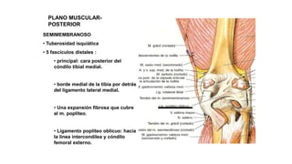 PLANO MUSCULAR-
POSTERIOR
SEMIMEMBRANOSO
• Tuberosidad isquiática
• 5 fascículos distales :
• principal: cara posterior del
cóndilo tibial medial.
• borde medial de la tibia por detrás
del ligamento lateral medial.
• Una expansión fibrosa que cubre
al m. popliteo.
• Ligamento poplíteo oblicuo: hacia
la línea intercondilea y cóndilo
femoral externo.
 