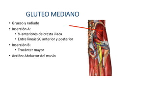 GLUTEO MEDIANO
• Grueso y radiado
• Inserción A:
• ¾ anteriores de cresta iliaca
• Entre líneas SC anterior y posterior
• Inserción B:
• Trocánter mayor
• Acción: Abductor del muslo
 