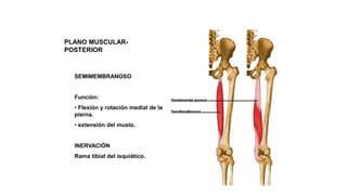 PLANO MUSCULAR-
POSTERIOR
SEMIMEMBRANOSO
Función:
• Flexión y rotación medial de la
pierna.
• extensión del muslo.
INERVACIÓN
Rama tibial del isquiático.
 