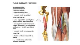 PLANO MUSCULAR POSTERIOR
BICEPS FEMORAL
PORCION LARGA:
• Tuberosidad isquiática.
• Inervado por la rama tibial
PORCION CORTA:
• Línea áspera labio lateral y línea
supra condílea lateral del fémur
• ambas porciones terminan en la
cabeza del peroné , en el ligamento
lat. Externo y cóndilo lateral de la
tibia
• Inervado por la peronea común
FUNCIÓN:
• Flexión y rotación lateral de la
pierna
• La porción larga es también
extensor del muslo.
 