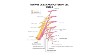 NERVIOS DE LA CARA POSTERIOR DEL
MUSLO
 