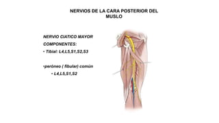 NERVIOS DE LA CARA POSTERIOR DEL
MUSLO
NERVIO CIATICO MAYOR
COMPONENTES:
• Tibial: L4,L5,S1,S2,S3
•peróneo ( fibular) común
• L4,L5,S1,S2
 