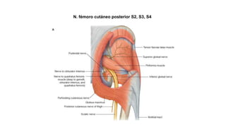N. fémoro cutáneo posterior S2, S3, S4
 