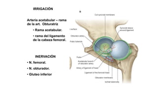 IRRIGACIÓN
Arteria acetabular – rama
de la art. Obturatríz
• Rama acetabular.
• rama del ligamento
de la cabeza femoral.
INERVACIÓN
• N. femoral.
• N. obturador.
• Gluteo inferior
 