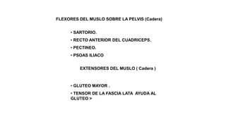 FLEXORES DEL MUSLO SOBRE LA PELVIS (Cadera)
• SARTORIO.
• RECTO ANTERIOR DEL CUADRICEPS.
• PECTINEO.
• PSOAS ILIACO
EXTENSORES DEL MUSLO ( Cadera )
• GLUTEO MAYOR .
• TENSOR DE LA FASCIA LATA AYUDA AL
GLUTEO >
 