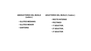 ABEDUCTORES DEL MUSLO
(cadera )
• GLUTEO MEDIANO.
• GLUTEO MENOR
• SARTORIO
ADUCTORES DEL MUSLO ( Cadera )
• RECTO INTERNO
• PECTINEO
• 1º ADUCTOR.
• 2º ADUCTOR,
• 3º ADUCTOR
 