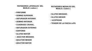 ROTADORES LATERALES DEL
MUSLO ( cadera )
• PIRIFORME
• GEMINO SUPERIOR.
• OBTURADOR INTERNO
• GEMINO INFERIOR.
• CUADRADO CRURAL.
• OBTURADOR EXTERNO
• SARTORIO
• GLUTEO MAYOR
• ADUCTOR MEDIANO.
• ADUCTOR MENOR
• ADUCTOR MAYOR
AYUDAN A LA
ROTACION LATERAL
ROTADORES MEDIALES DEL
MUSLO ( Cadera )
• GLUTEO MEDIANO.
• GLUTEO MENOR
• ILEOPSOAS
• TENSOR DE LA FASCIA LATA
 