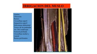 IRRIGACION DEL MUSLO
Limites
Ubicación
Ramas:
Circunfleja superf.
Epigastrica superf.
Subcutanea abdominal
Tronco de las pudendas
Art. Del cuadriceps
Femoral profunda
Circunfleja medial y
Lateral
Ramas perforantes
 
