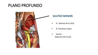 PLANO PROFUNDO
• GLUTEO MENOR:
• A: Delante de la LSCA
• B: Trocánter mayor
• Acción :
Abductor del muslo
 