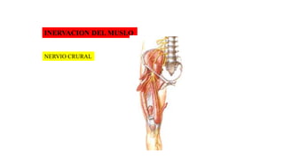 INERVACION DEL MUSLO
NERVIO CRURAL
 
