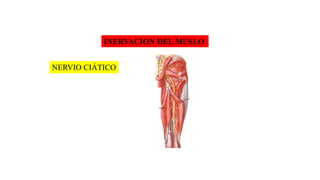 INERVACION DEL MUSLO
NERVIO CIÁTICO
 