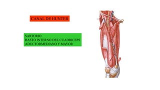 CANAL DE HUNTER
SARTORIO
BASTO INTERNO DEL CUADRICEPS
ADUCTORMEDIANO Y MAYOR
 