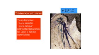 MUSLO
Tejido celular sub cutaneo
Tiene dos hojas :
fascia aereolar
fascia laminar
Entre ellas transcurren
los vasos y nervios
superficiales
 
