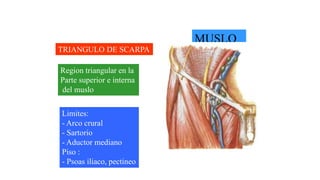 MUSLO
TRIANGULO DE SCARPA
Region triangular en la
Parte superior e interna
del muslo
Limites:
- Arco crural
- Sartorio
- Aductor mediano
Piso :
- Psoas iliaco, pectineo
 