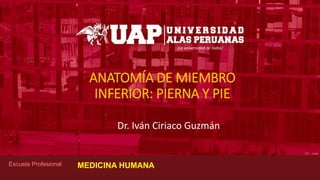 ¡La universidad de todos!
Escuela Profesional
ANATOMÍA DE MIEMBRO
INFERIOR: PIERNA Y PIE
Dr. Iván Ciriaco Guzmán
MEDICINA HUMANA
 