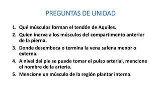 PREGUNTAS DE UNIDAD
1. Qué músculos forman el tendón de Aquiles.
2. Quien inerva a los músculos del compartimento anterior
de la pierna.
3. Donde desemboca o termina la vena safena menor o
externa.
4. A nivel del pie se puede tomar el pulso arterial, mencione
el nombre de la arteria.
5. Mencione un músculo de la región plantar interna.
 