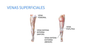 VENAS SUPERFICIALES
VENA SAFENA
INTERNA
(MAYOR)
VENA
FEMORAL
VENA SAFENA
EXTERNA
(MENOR)
VENA
POPLÍTEA
 