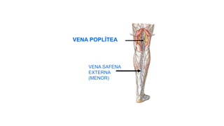 VENA POPLÍTEA
VENA SAFENA
EXTERNA
(MENOR)
 