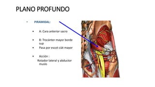 PLANO PROFUNDO
• PIRAMIDAL:
• A: Cara anterior sacro
• B: Trocánter mayor borde
sup
• Pasa por escot ciát mayor
• Acción :
Rotador lateral y abductor
muslo
 