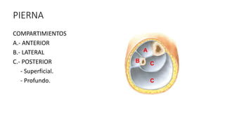 PIERNA
COMPARTIMIENTOS
A.- ANTERIOR
B.- LATERAL
C.- POSTERIOR
- Superficial.
- Profundo.
A
B C
C
 